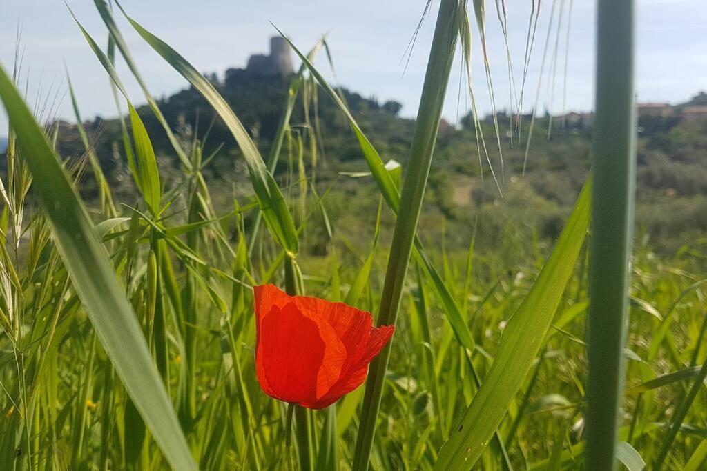 Apartament La Casina Di Nonna Giulia Castiglione dʼOrcia Zewnętrze zdjęcie